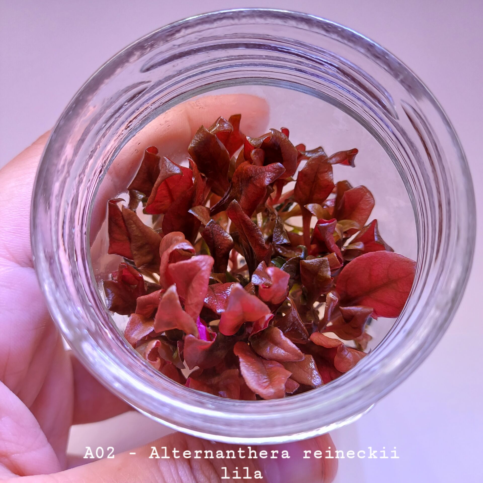 Alternanthera reineckii lilacina IN VITRO JAR (KAVANOZ)