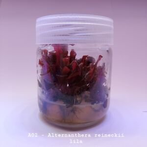 Alternanthera reineckii lilacina IN VITRO JAR (KAVANOZ)