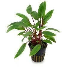 Cryptocoryne petchii EX VITRO PLUS