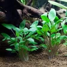 Cryptocoryne petchii EX VITRO PLUS