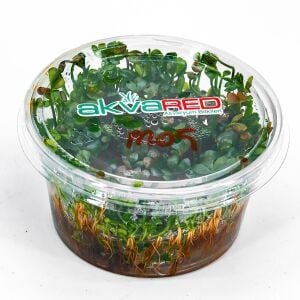 Marsilea hirsuta Premium POT