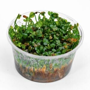 Marsilea hirsuta Premium POT