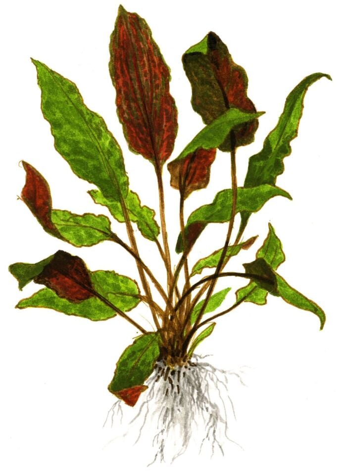 Cryptocoryne wedtii Mi Oya EX VITRO PLUS