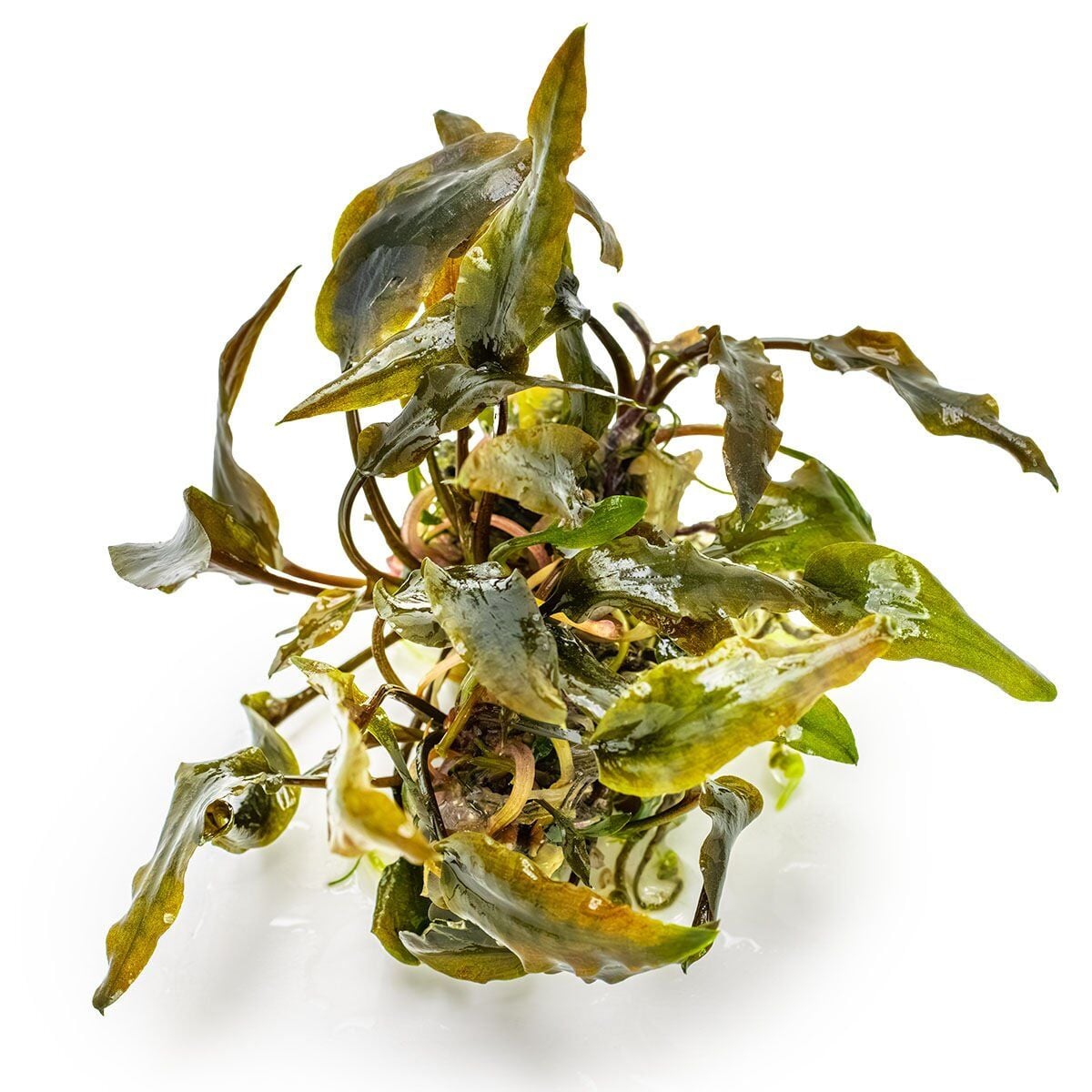 Cryptocoryne wedtii Mi Oya EX VITRO PLUS
