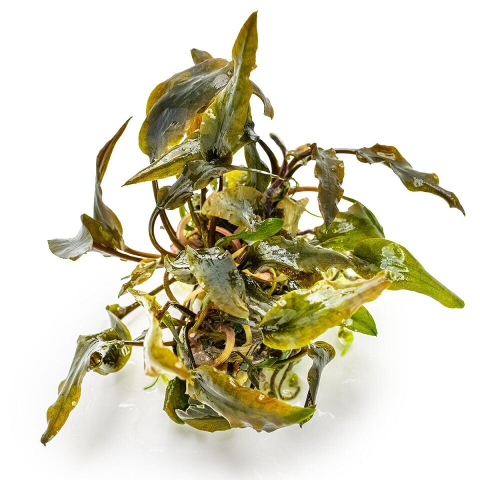 Cryptocoryne wedtii Mi Oya EX VITRO PLUS
