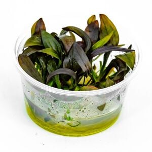 Echinodorus red diamond Premium POT