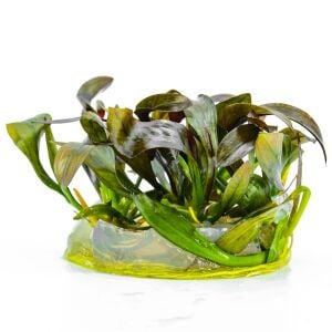 Echinodorus red diamond Premium POT