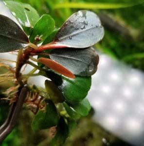Bucephalandra melon ADET