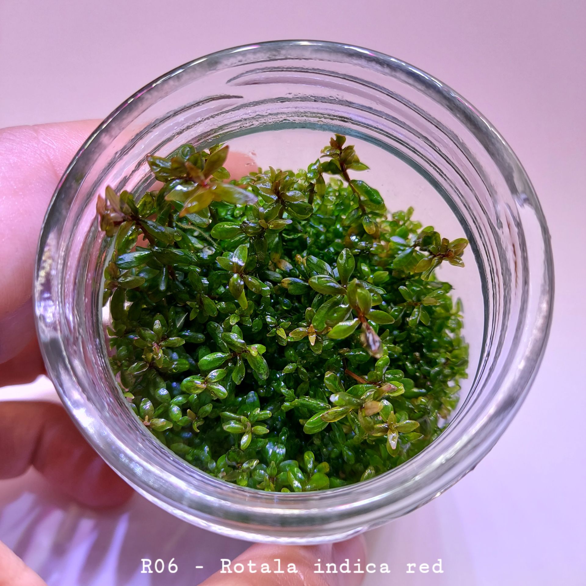 Rotala indica red IN VITRO JAR (KAVANOZ)