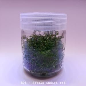 Rotala indica red IN VITRO JAR (KAVANOZ)