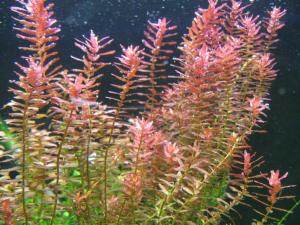 Rotala indica red IN VITRO JAR (KAVANOZ)