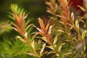 Rotala indica red IN VITRO JAR (KAVANOZ)
