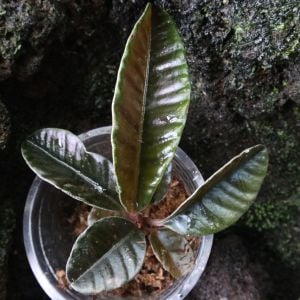 Labisia Butterfly ÖN SİPARİŞ