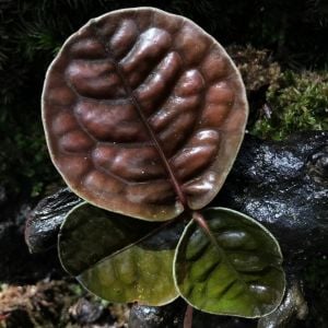 Labisia Mangkuk Brown