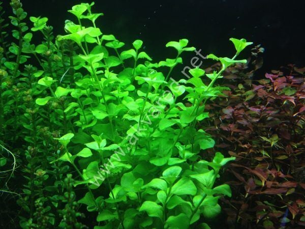 Lysimachia nummularia green EX VITRO PLUS