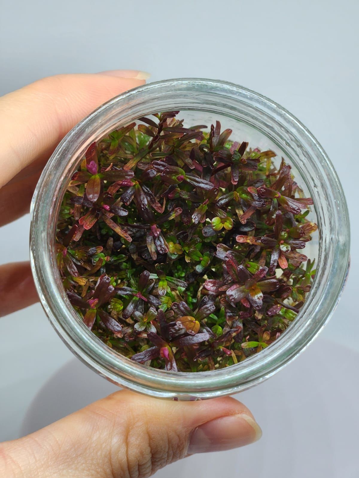 Rotala colorata IN VITRO JAR (KAVANOZ)