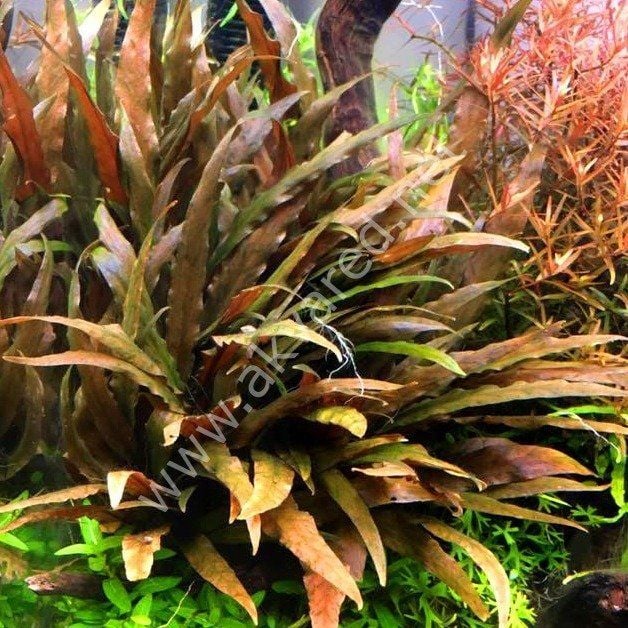 Cryptocoryne undulatus red EX VITRO PLUS