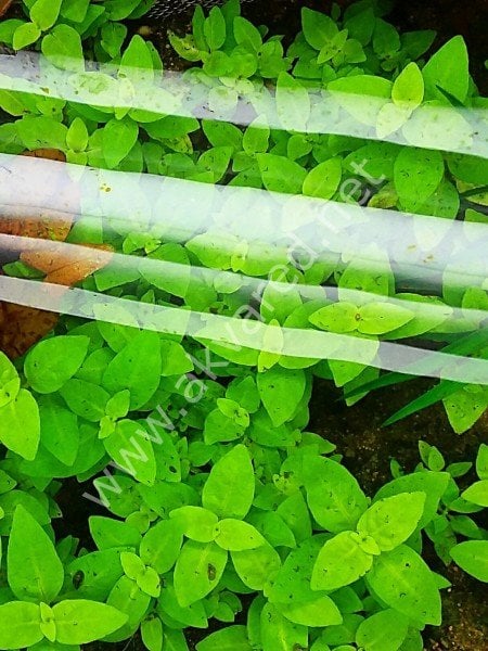 Staurogyne repens kerala EXVITRO