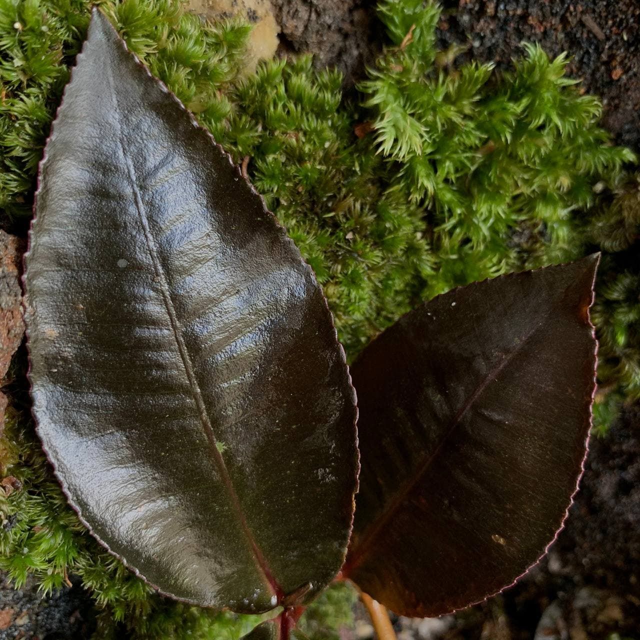Labisia posthumusiana Sunarno (Labisia Dark Leaf)