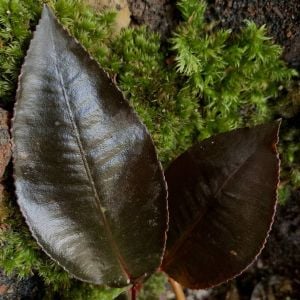 Labisia posthumusiana Sunarno (Labisia Dark Leaf)