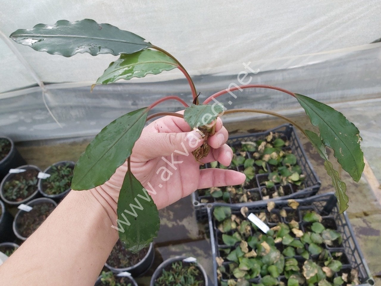 Bucephalandra pearl grey ADET
