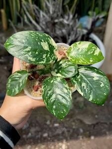 Anubias var. KING ADET
