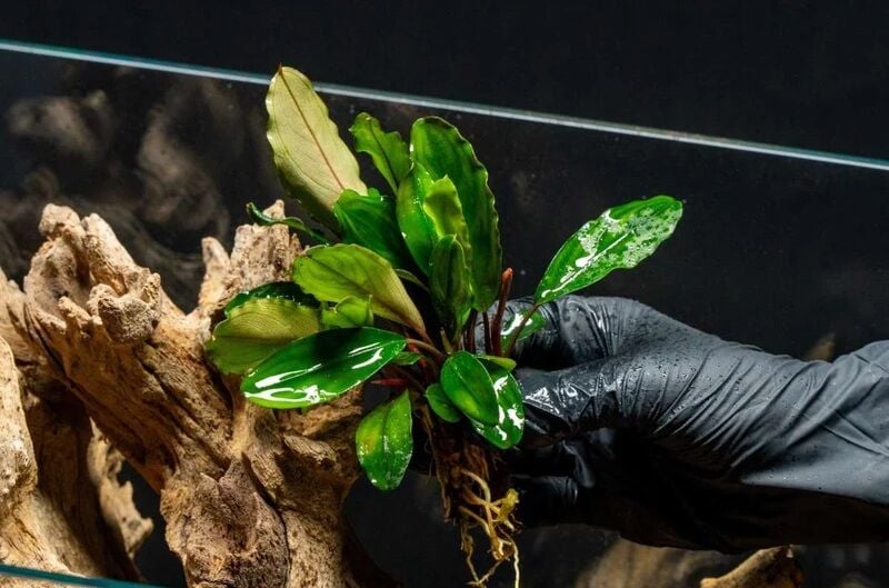 Bucephalandra broad leaf 10X10cm ÖN SİPARİŞ