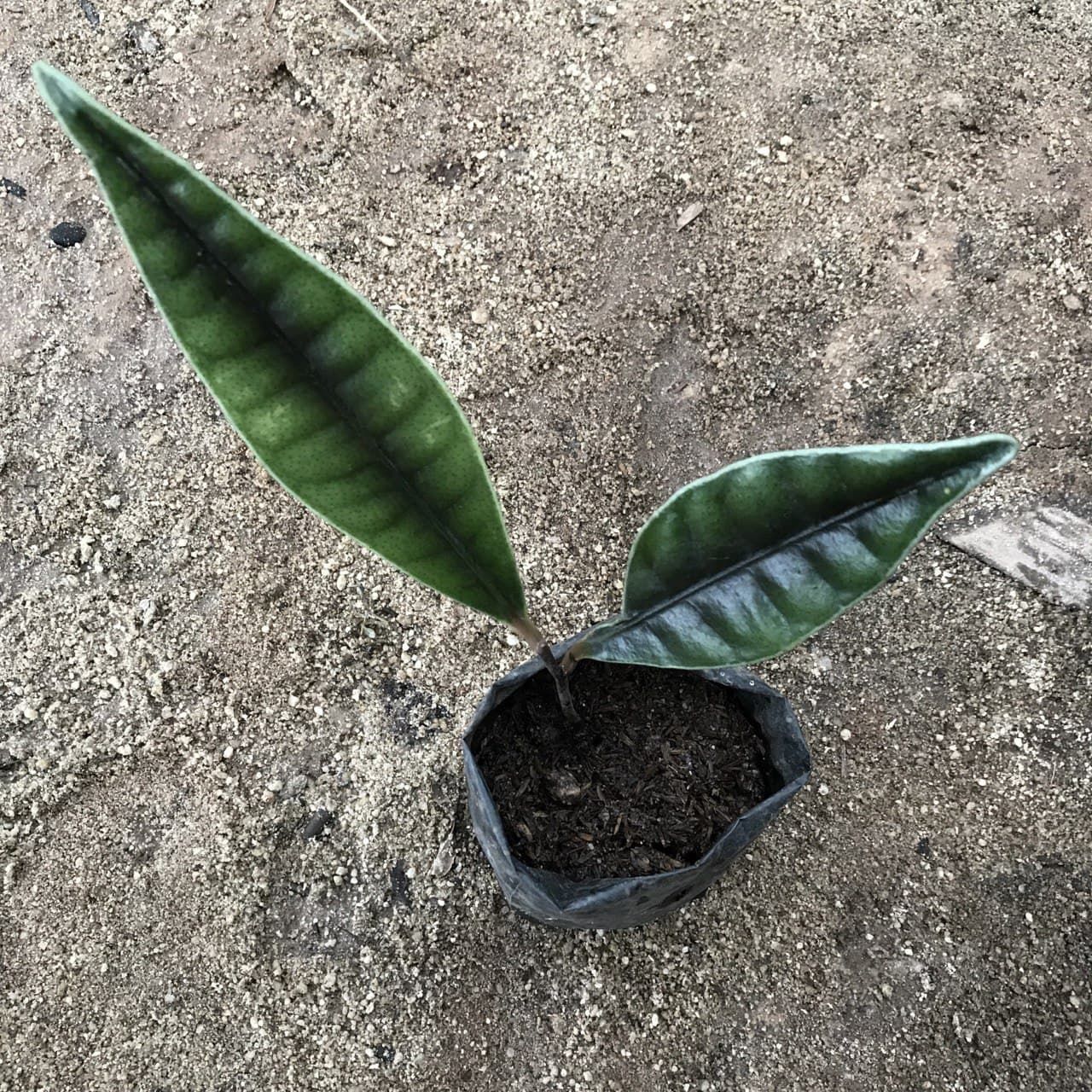 Labisia Potan