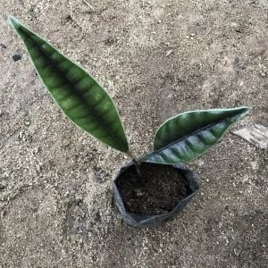 Labisia Potan