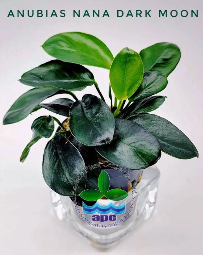 Anubias nana Dark Moon ÖN SİPARİŞ
