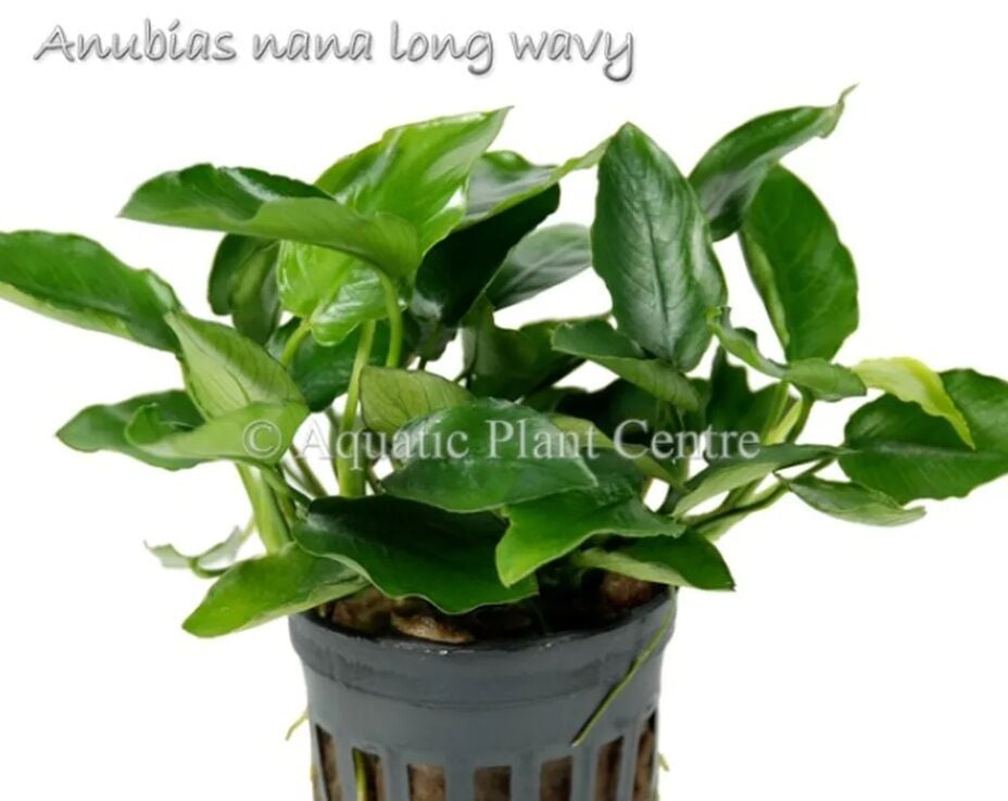 Anubias nana Long Wavy ÖN SİPARİŞ