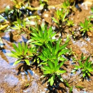 Ludwigia pantanal BUKET