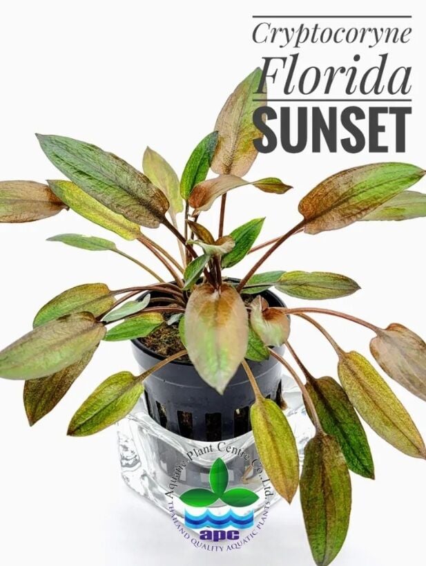 Cryptocoryne florida SUNSET SAKSI ÖN SİPARİŞ