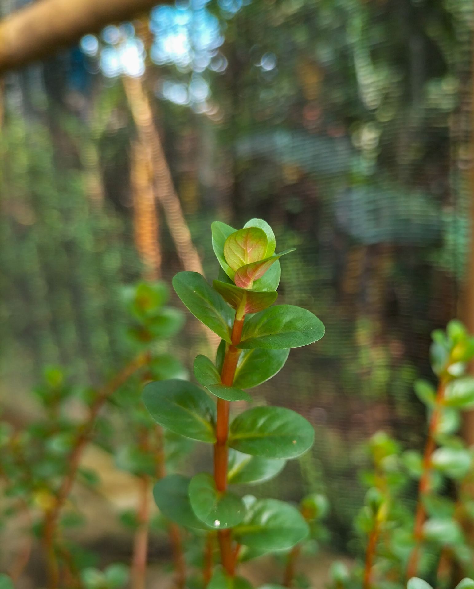 Rotala blood red singapore İTHAL BUKET
