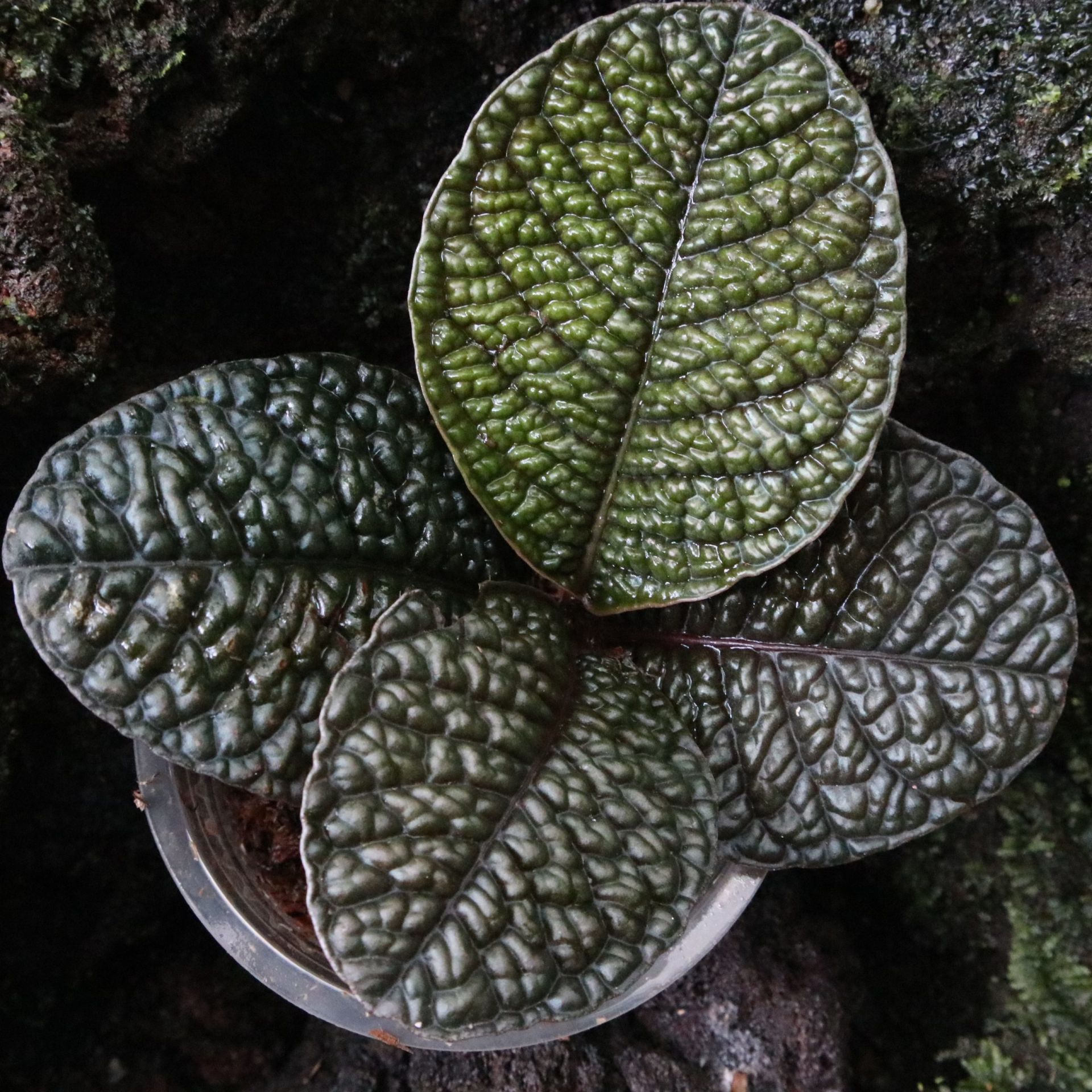 Labisia sp. Snake Skin (ex. Ardisia)