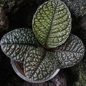Labisia sp. Snake Skin (ex. Ardisia)