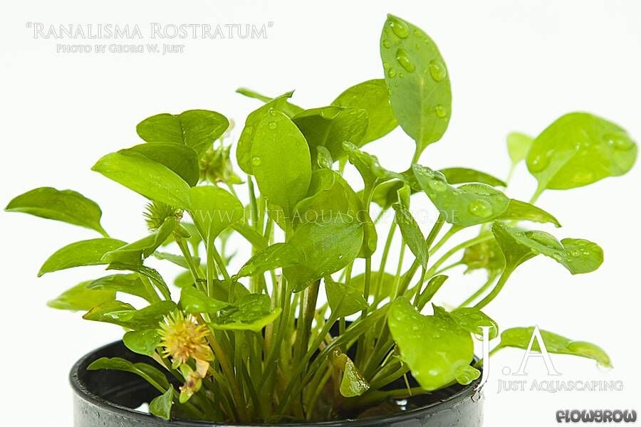 Ranalisma rostratum SAKSI ÖN SİPARİŞ
