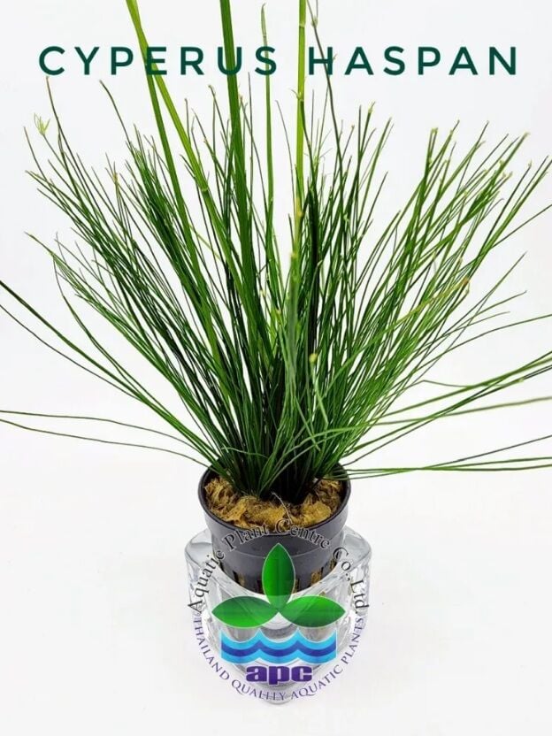 Cyperus haspan SAKSI ÖN SİPARİŞ