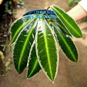 Labisia sp.White line