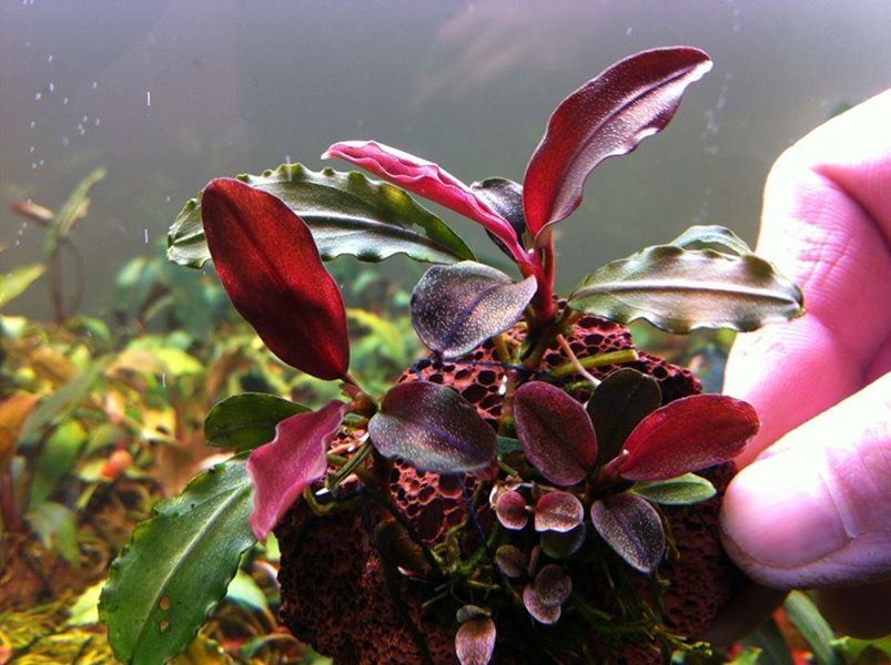 Bucephalandra red cherry ADET ÖN SİPARİŞ