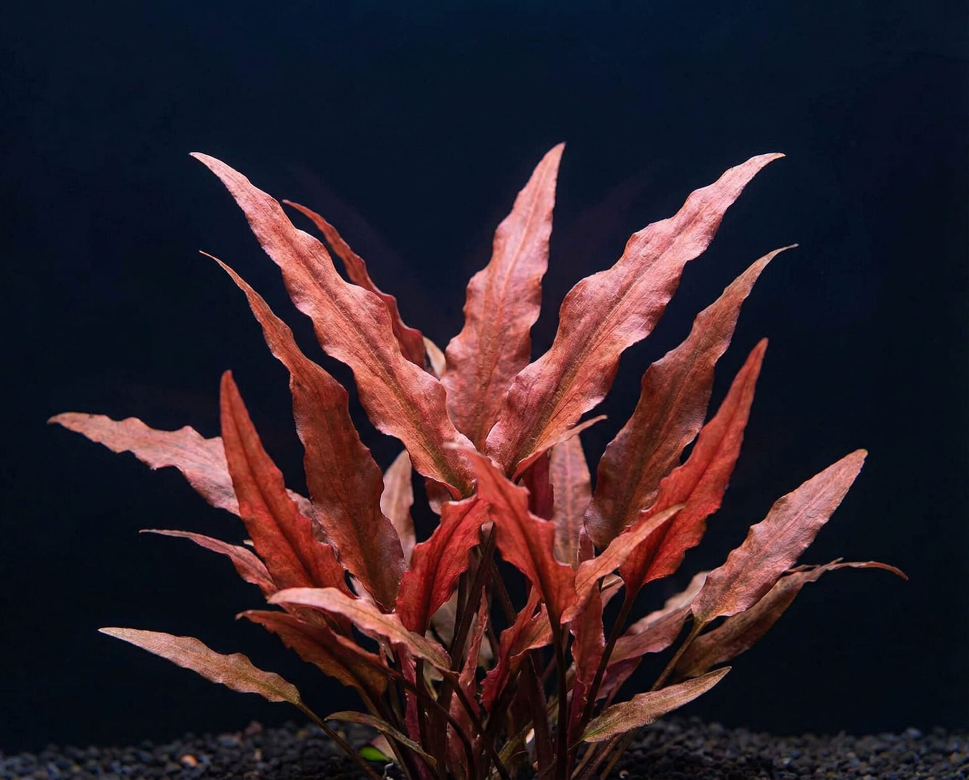 Cryptocoryne undulata Red SAKSI ÖN SİPARİŞ