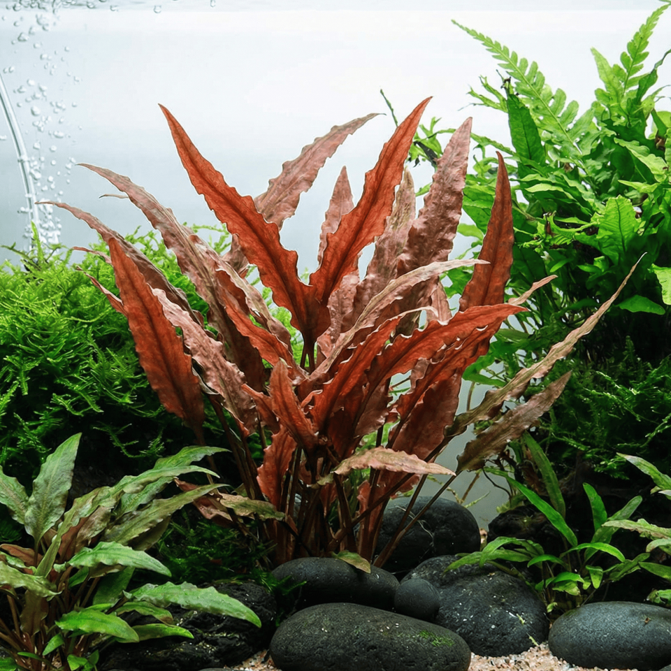 Cryptocoryne undulata Red SAKSI ÖN SİPARİŞ