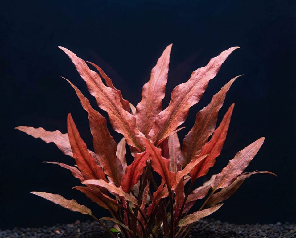 Cryptocoryne undulata Red SAKSI ÖN SİPARİŞ