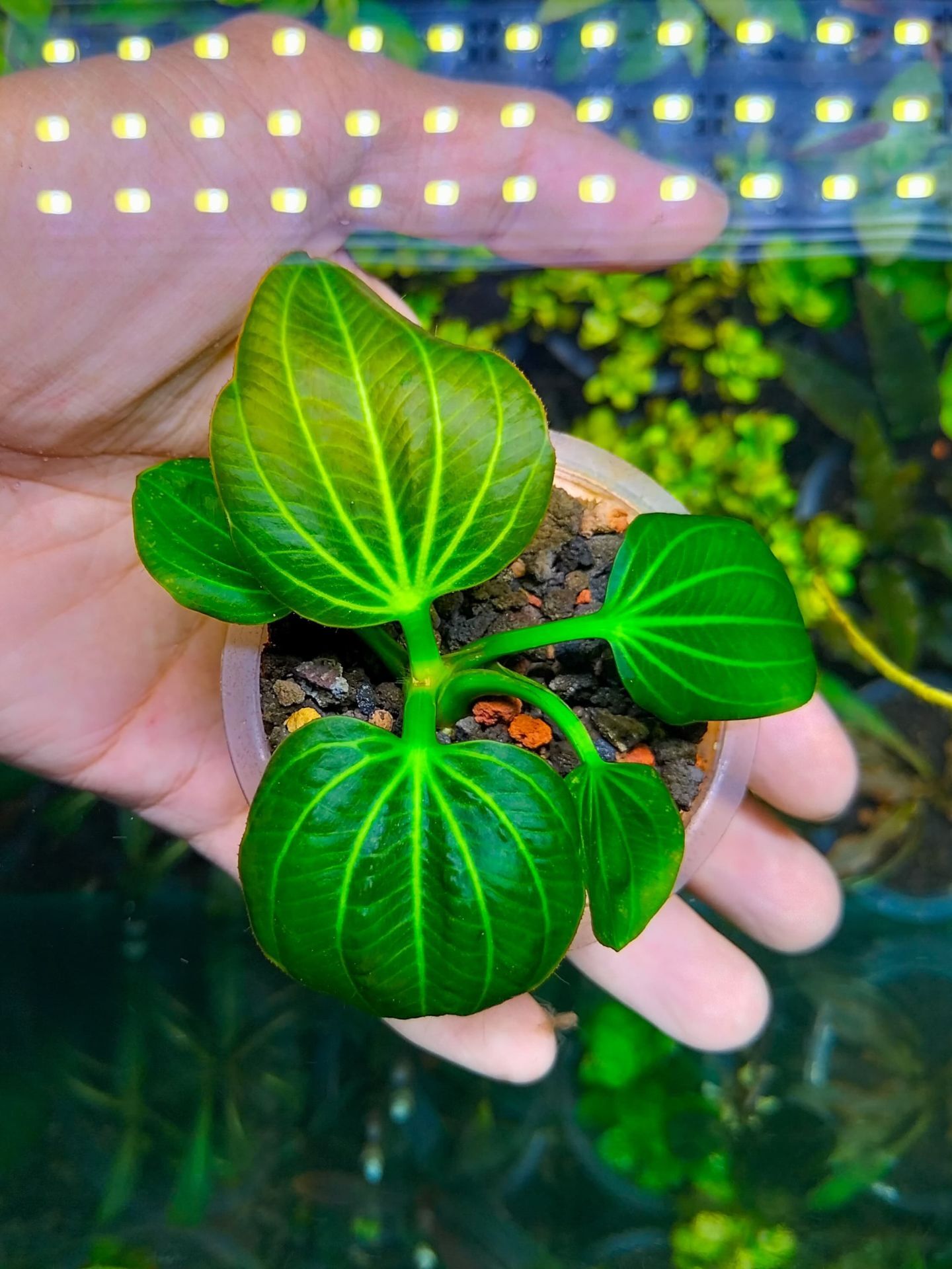 Echinodorus iguazu 2009 ADET ITHAL