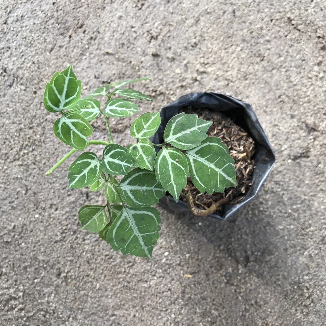 Leea sp. Green ÖN SİPARİŞ