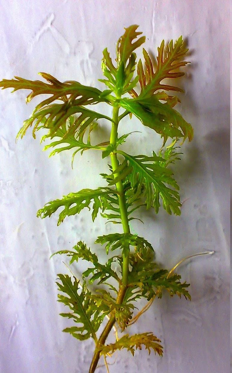 Hygrophila difformis red İTHAL BUKET