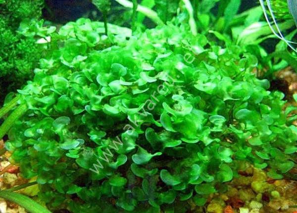 Monoselenium tenerum / Pellia Moss 5 gr