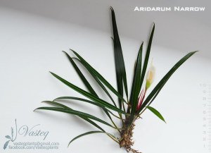 Aridarum long leaf ADET İTHAL