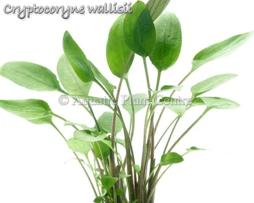 Cryptocoryne wallissi SAKSI
