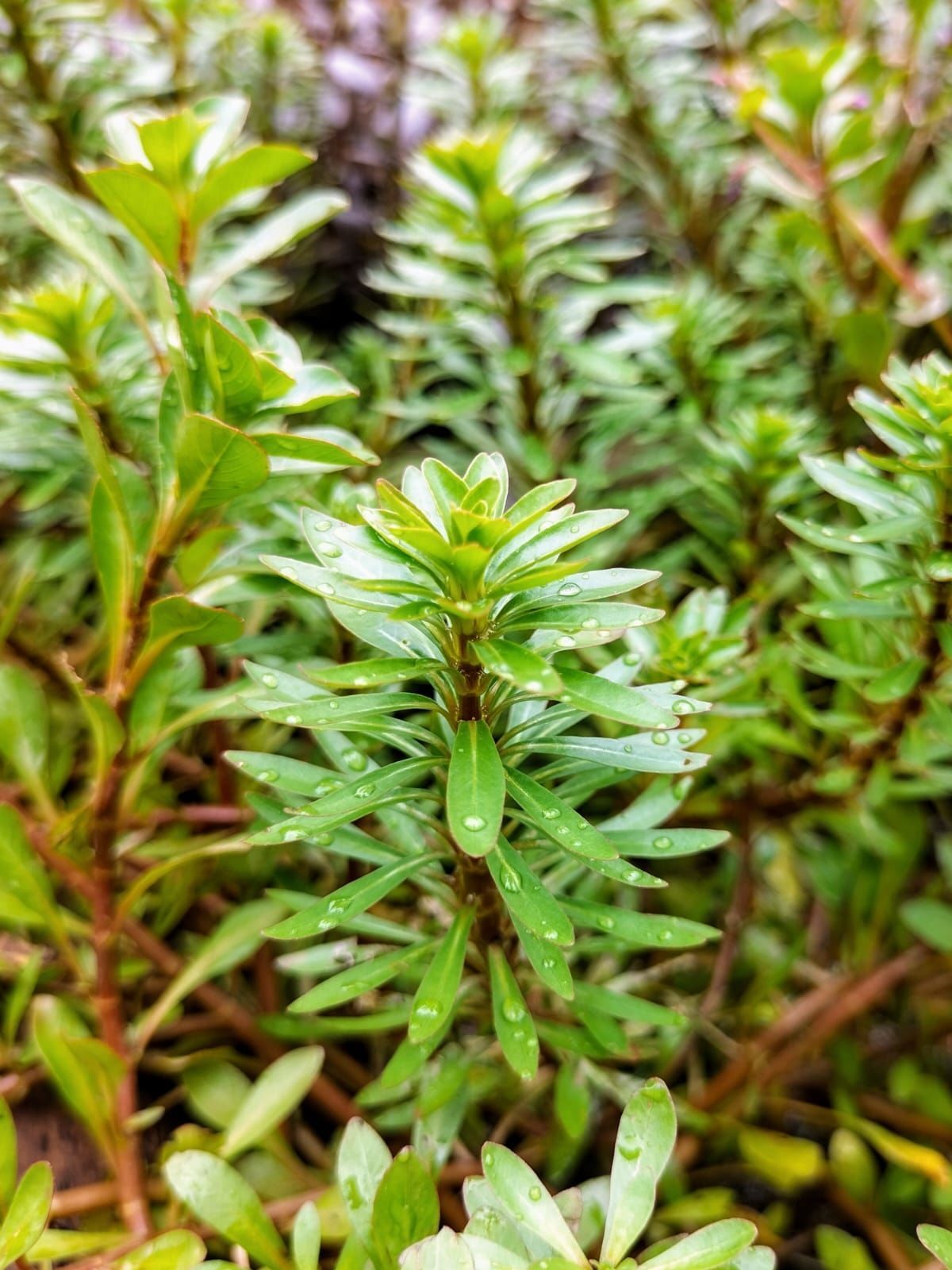 Ludwigia meta ADET ITHAL